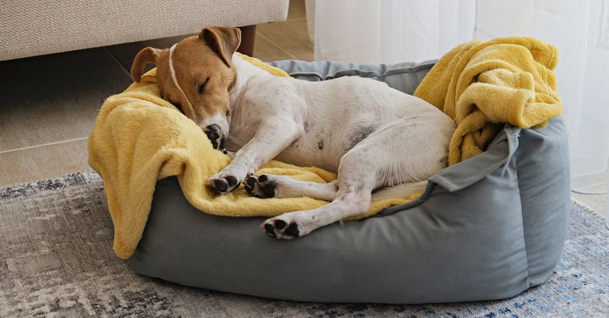Where should your dog sleep