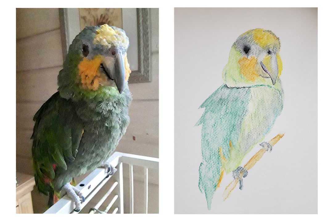 Pet portrait before and after