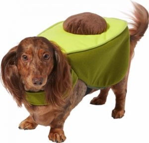 dog in avocado Halloween outfit