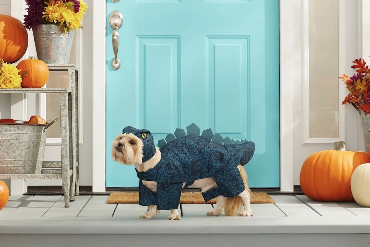 The Best Dog Halloween Costumes from Chewy