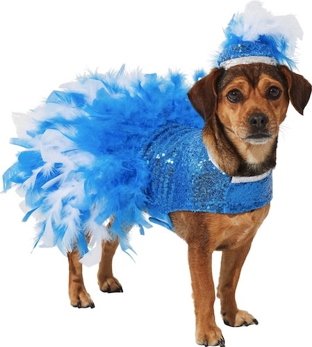 dog in blue feather and sequin showgirl Halloween costume with hat