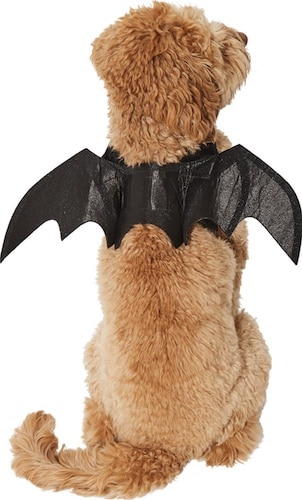 dog wearing bat wings on back Halloween costume