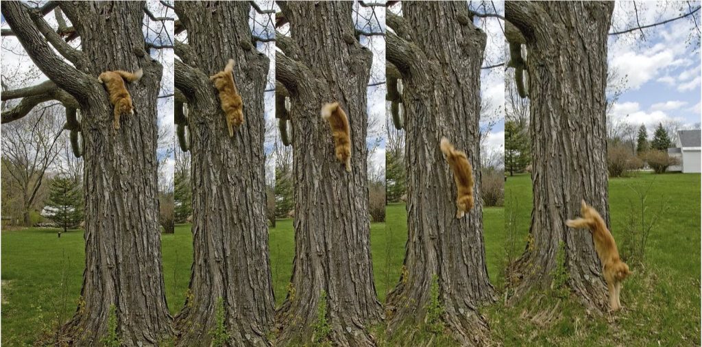cat jumping from tree