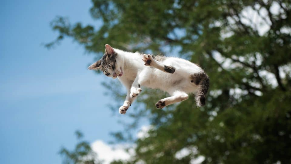 Cat jumping and preparing to land on all fours