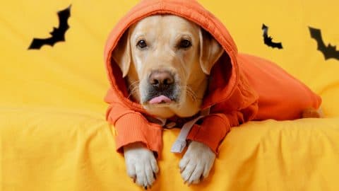 Lab in orange hoodie; behind him bats on yellow background