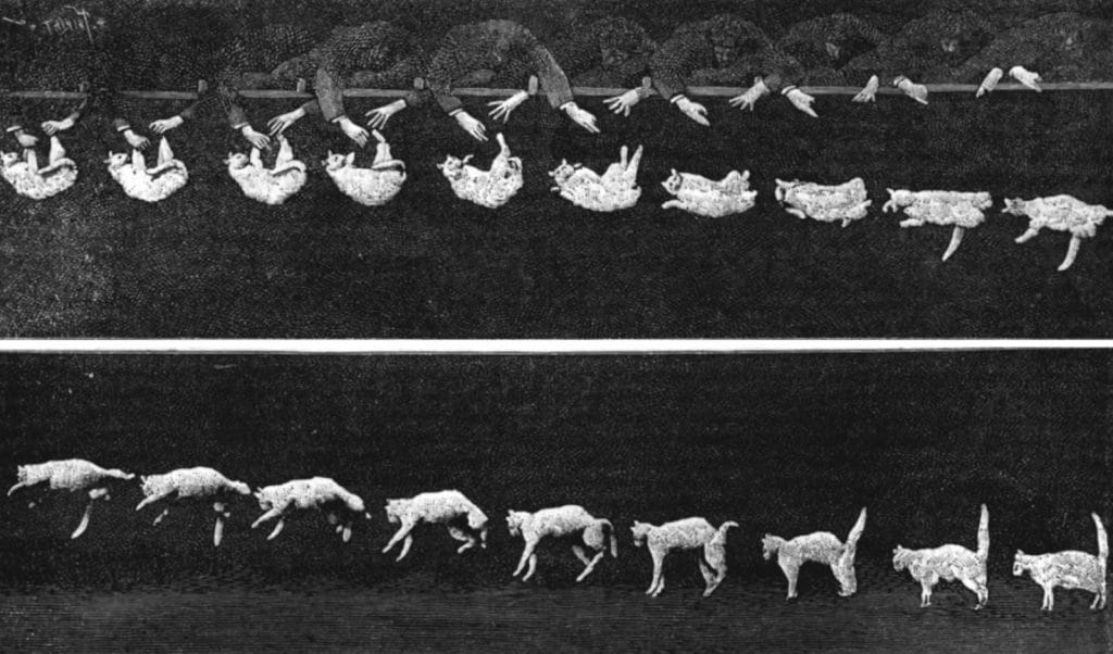 Falling Cat - a short film by Etienne-Jules Marey, first showed how cats land on their feet.
