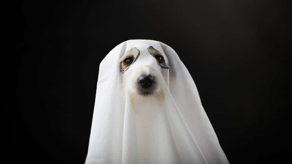 Dog in sheet with eye holes against dark background