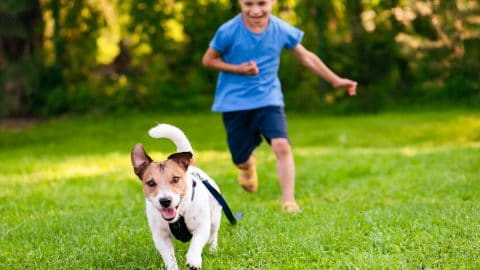 A boy chasing his Jack Russell Terrier dog