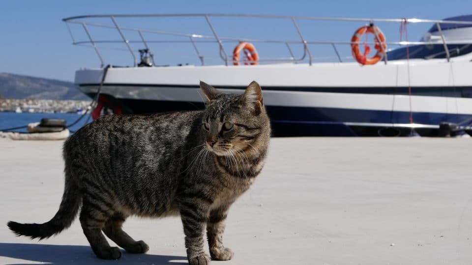 grey tabby by a yacht