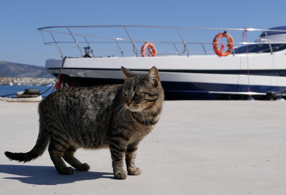 Naval Ships Used to Always Have Cats, and They Slept in Little Kitty