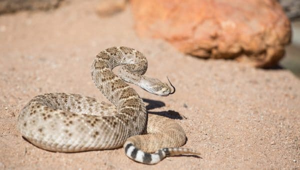 a rattlesnake in the desert