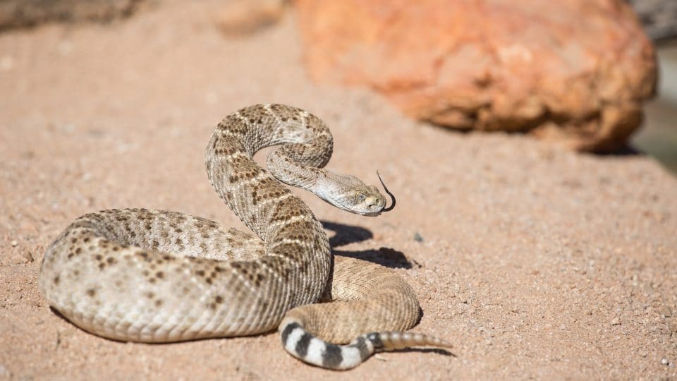 a rattlesnake in the desert