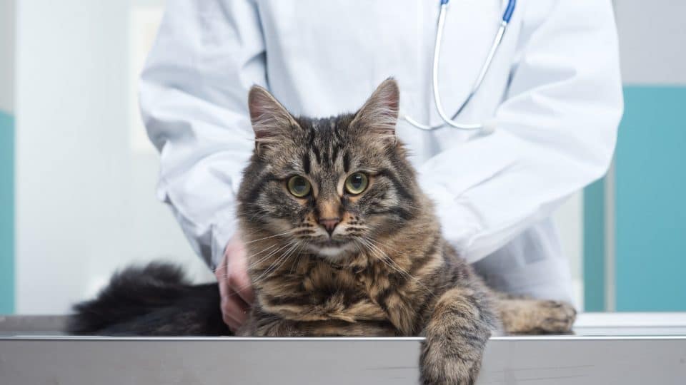 cute fluffy grey cat on the exam table at the vet's office