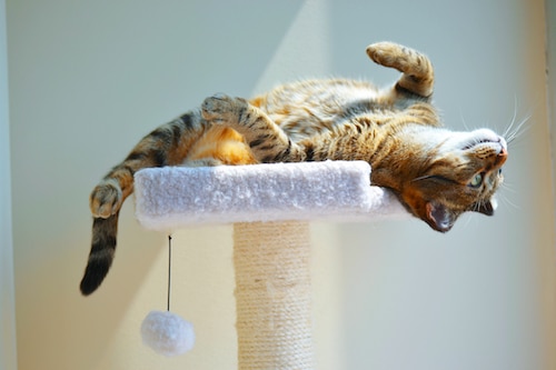 Tabby cat playing upside down