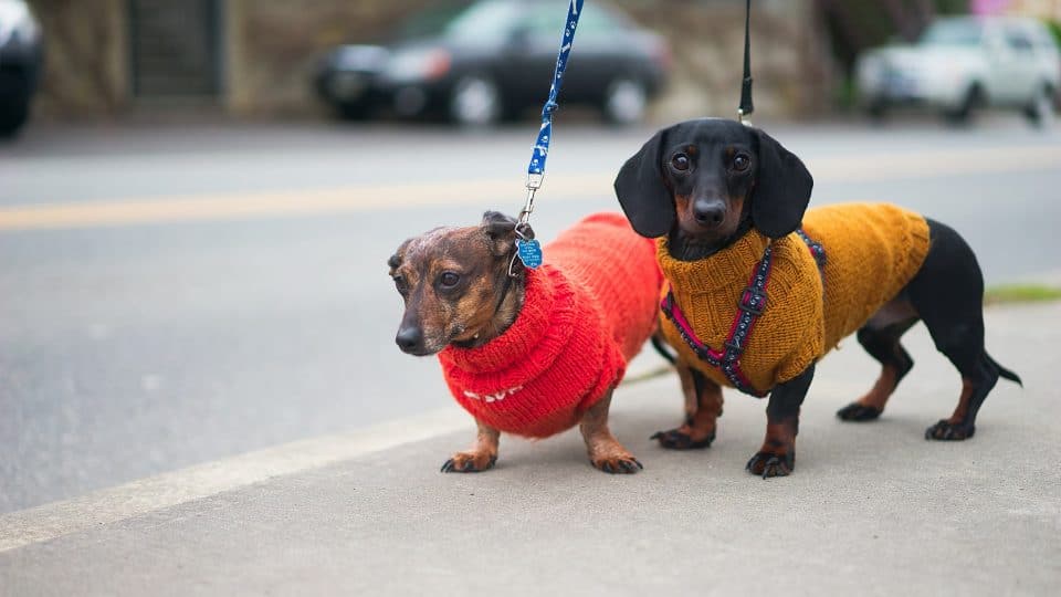 two dachshunds in sweaters on leash