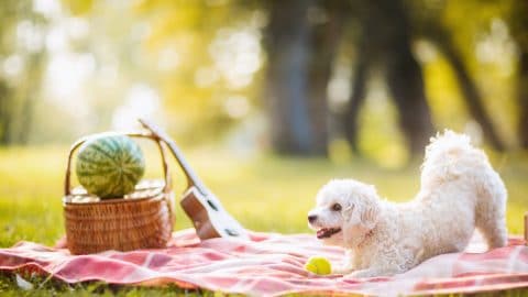 Dog stretches on picnic blanket in late afternoon light