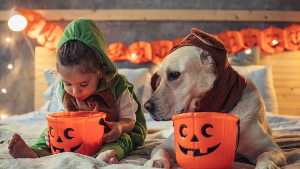 Little boy and dog examine trick-or-treat bags on bed