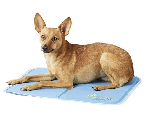 Dog laying on blue cooling mat