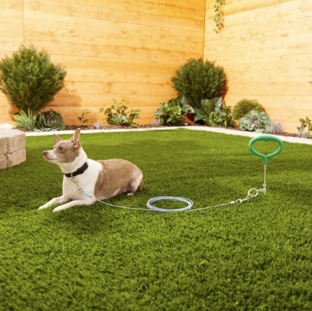 Dog sits on courtyard lawn with long tether leash