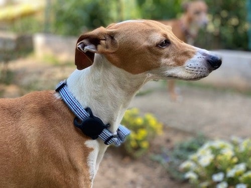Dog Figgy wears AirTag facing inward on collar
