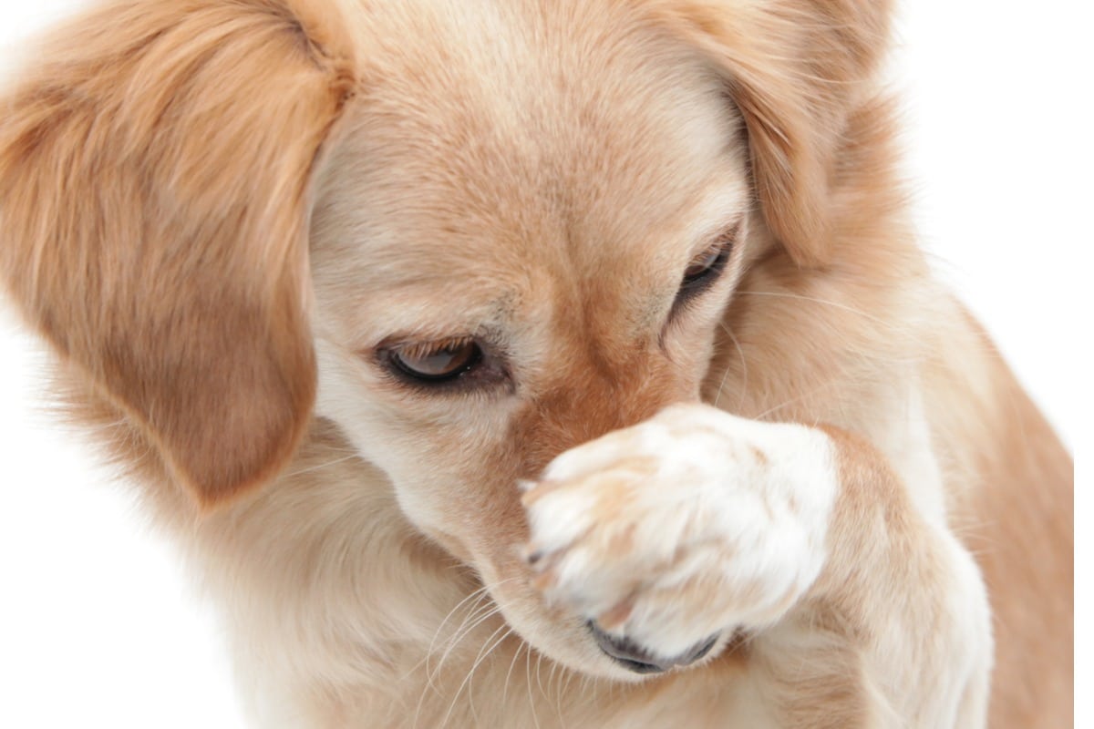 Can Wildfire Smoke Make Dogs Sick