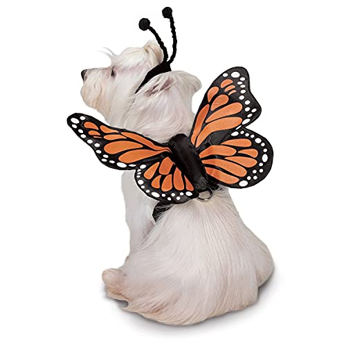 medium size dog wearing butterfly costume