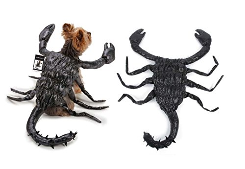 Dog in scorpion costume