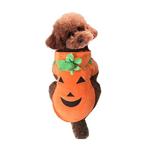 dog in hooded pumpkin costume