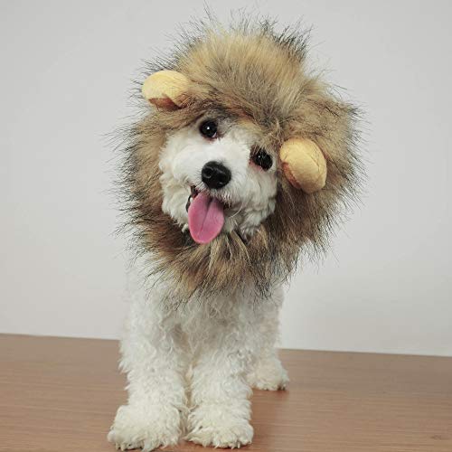 Small dog in lion wig with ears