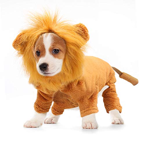 Small dog in full-body lion costume