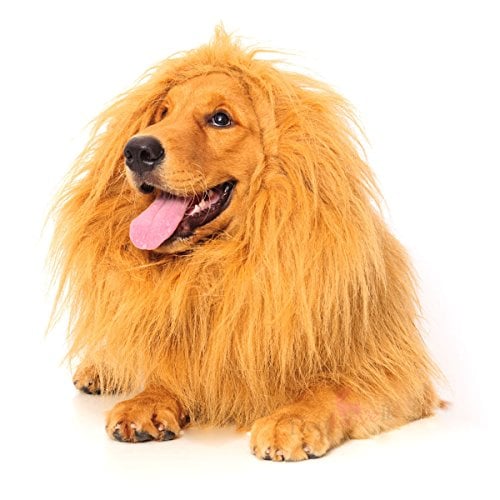 Golden Retriever wearing lion mane costume