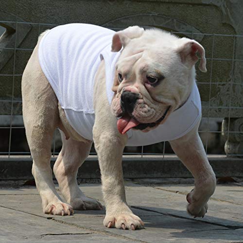 dog in white t-shirt for Murray costume from "Stranger Things"