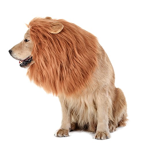 big dog in lion-mane costume with ears