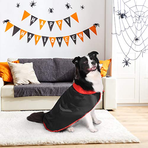 Dog in Halloween-decorated living room wearing vampire cape