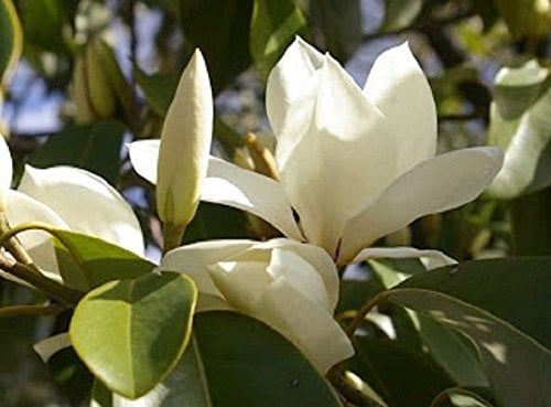 Magnolia bush, a dog-safe plant