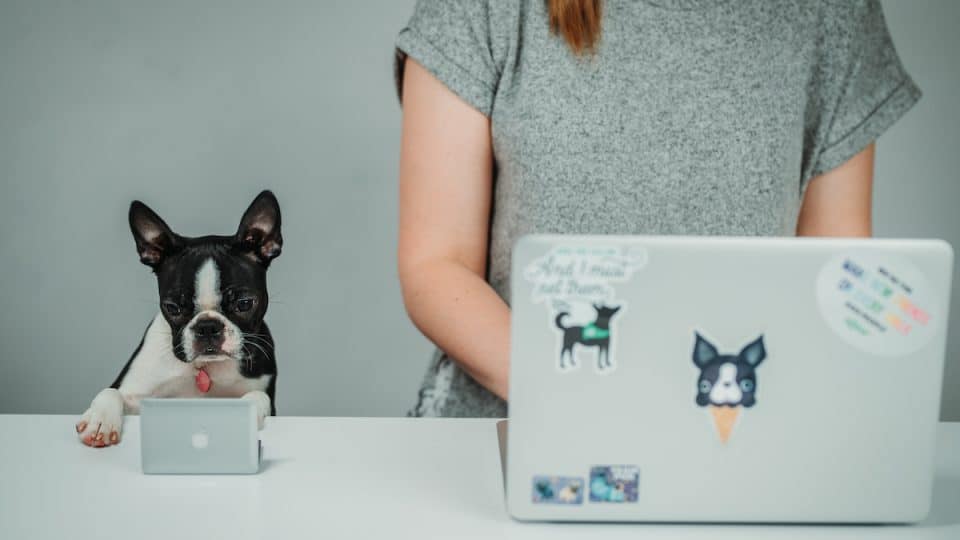 Person and dog work side by side at computers