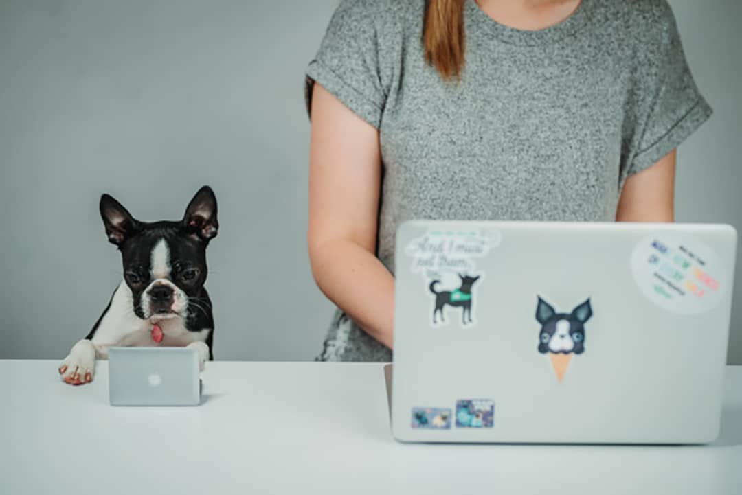 Best DogFriendly Companies in San Francisco The Dog People by