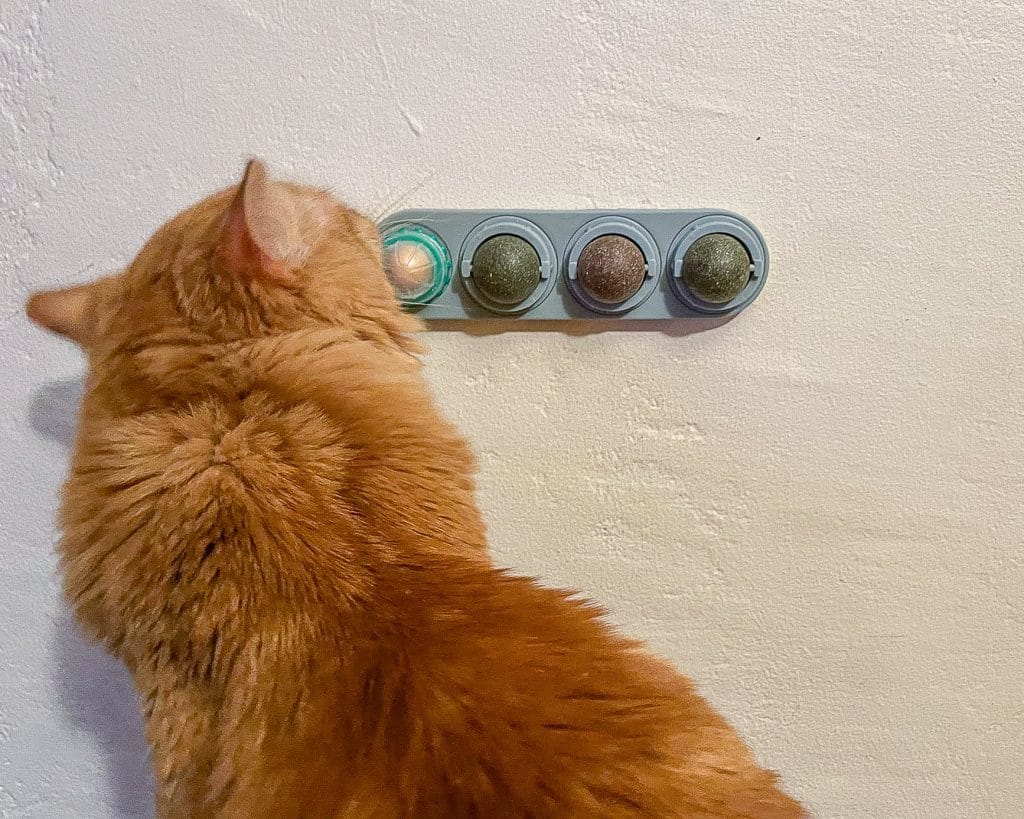 cat sniffing wall toy