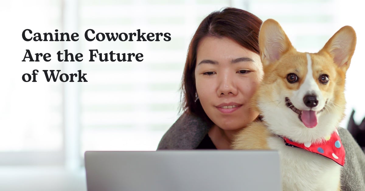 Canada's Best DogFriendly Companies