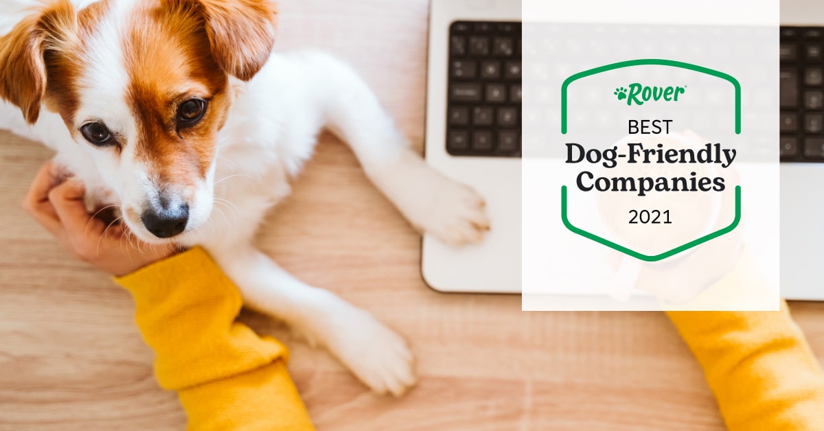 The UK's Best DogFriendly Companies