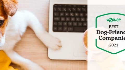 A dog working on a laptop at the best dog-friendly companies