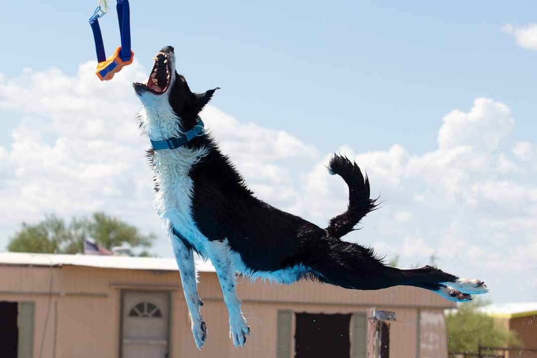 Dock Diving for Dogs A Canine Sport That Makes a Splash