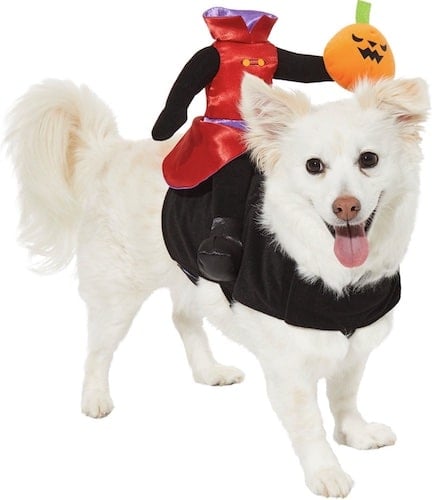 dog in a pumpkin headless rider on its back Halloween costume