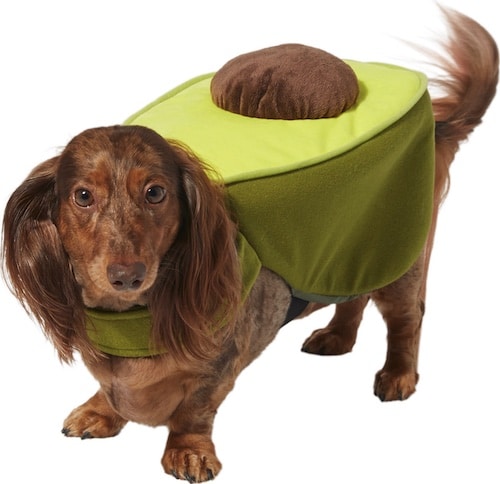 dog in avocado Halloween costume
