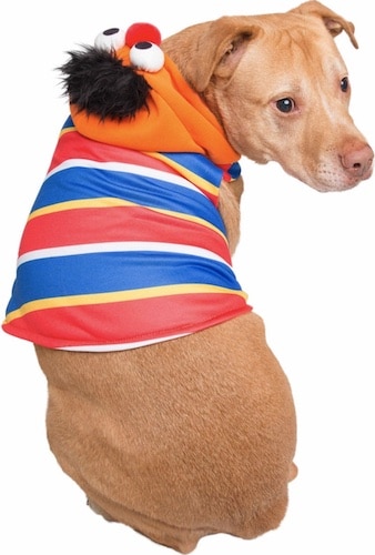dog in Sesame Street Ernie hoodie