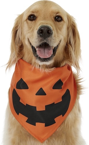 dog wearing jack-o-lantern bandana