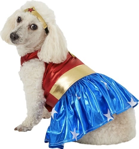 dog in Wonder Woman halloween costume