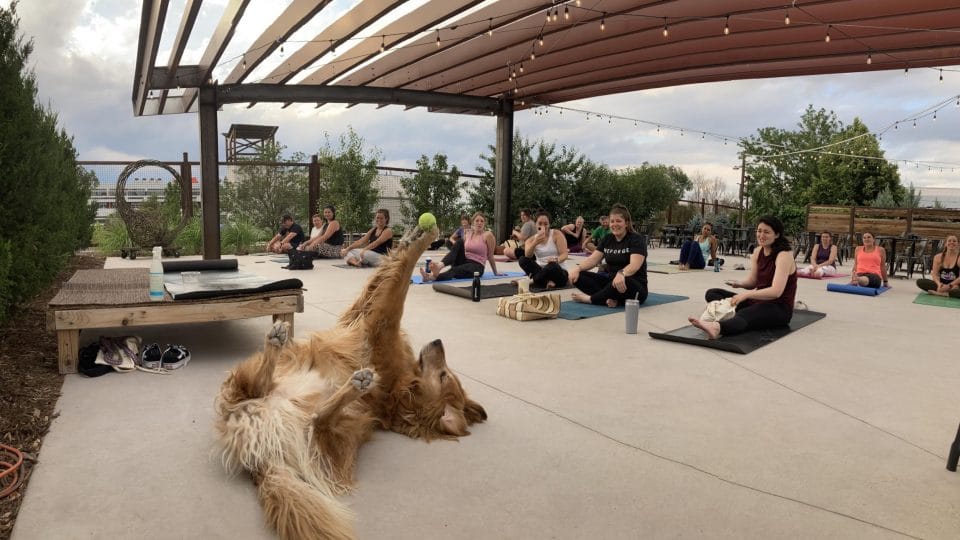 Harvey the yoga dog shows off his trick