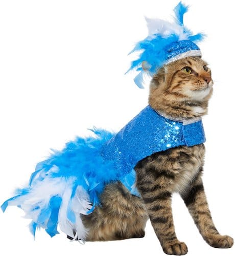 cat in a feather and sequin costume