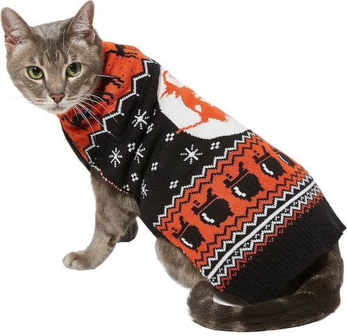 cat wearing orange-and-black sweater